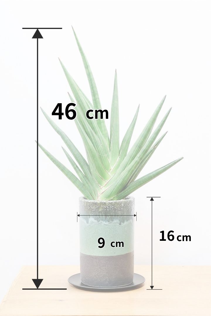 【サンスベリア ギガスパイキー 】高さ46cmの大き目サイズ！とてもスタイリッシュなフォルム！この樹形は当店だけだと思います！