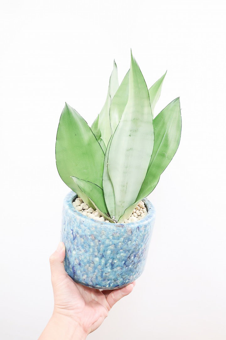 【サンスベリア ムーンシャイン】高さ40cmのちょうどいいサイズ！透き通るような美しい葉!あまり出回らない希少種！サイズ感もいい感じです♪