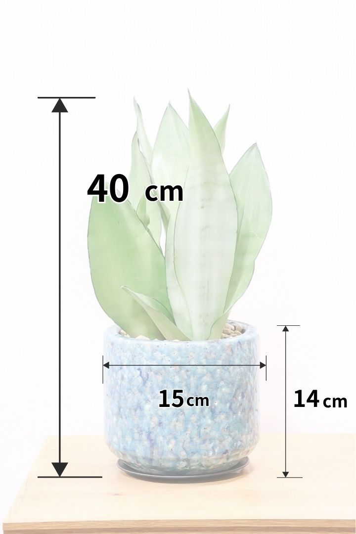 【サンスベリア ムーンシャイン】高さ40cmのちょうどいいサイズ！透き通るような美しい葉!あまり出回らない希少種！サイズ感もいい感じです♪
