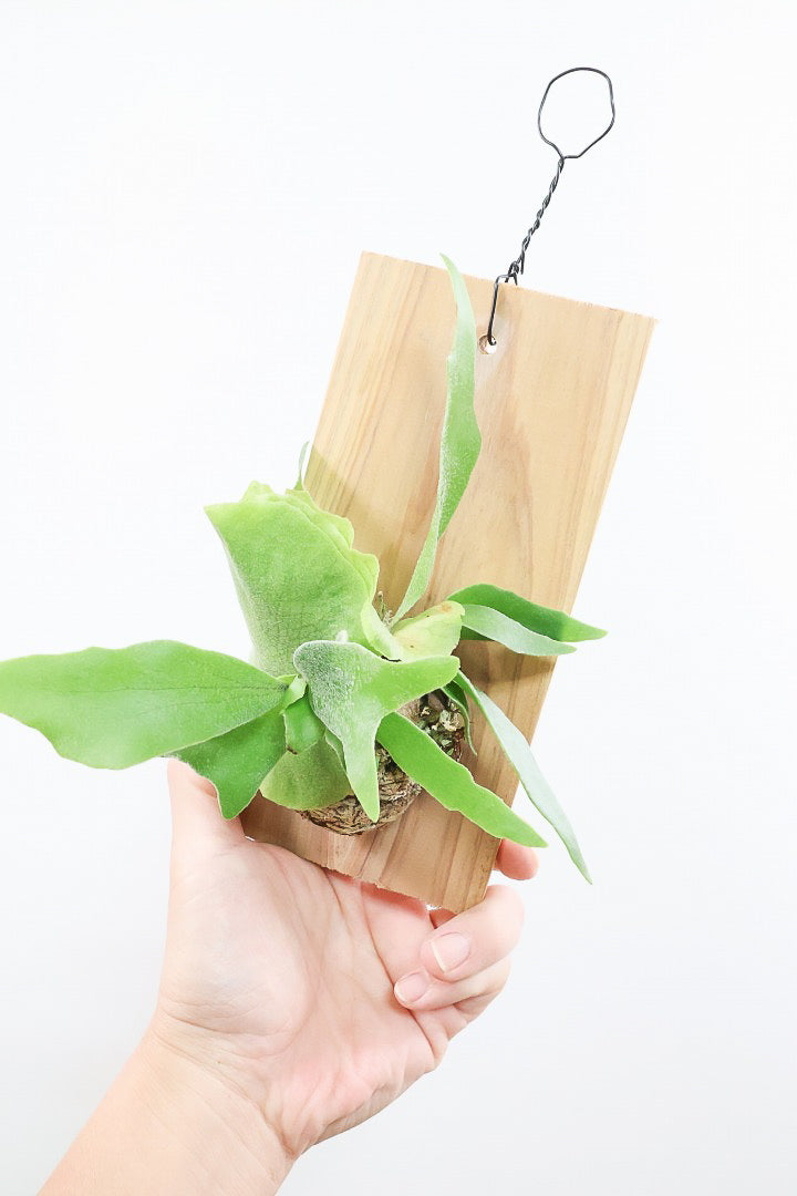 【コウモリラン アルシコルネ】高さ27cm！こんなかわいい板付けが入荷しました！貯水葉も充実していますのでおススメですよ！