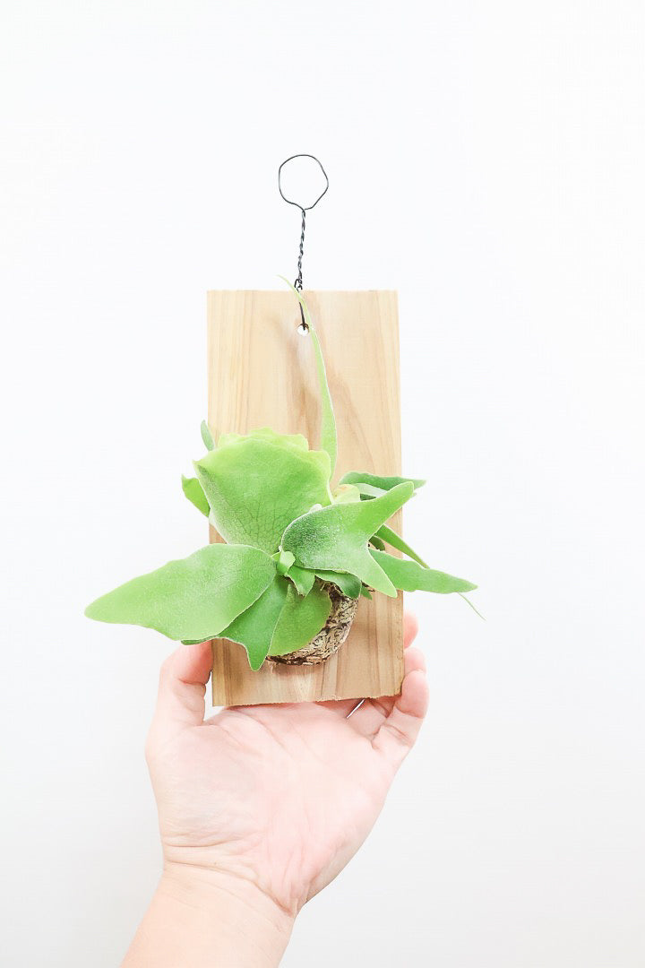 【コウモリラン アルシコルネ】高さ27cm！こんなかわいい板付けが入荷しました！貯水葉も充実していますのでおススメですよ！
