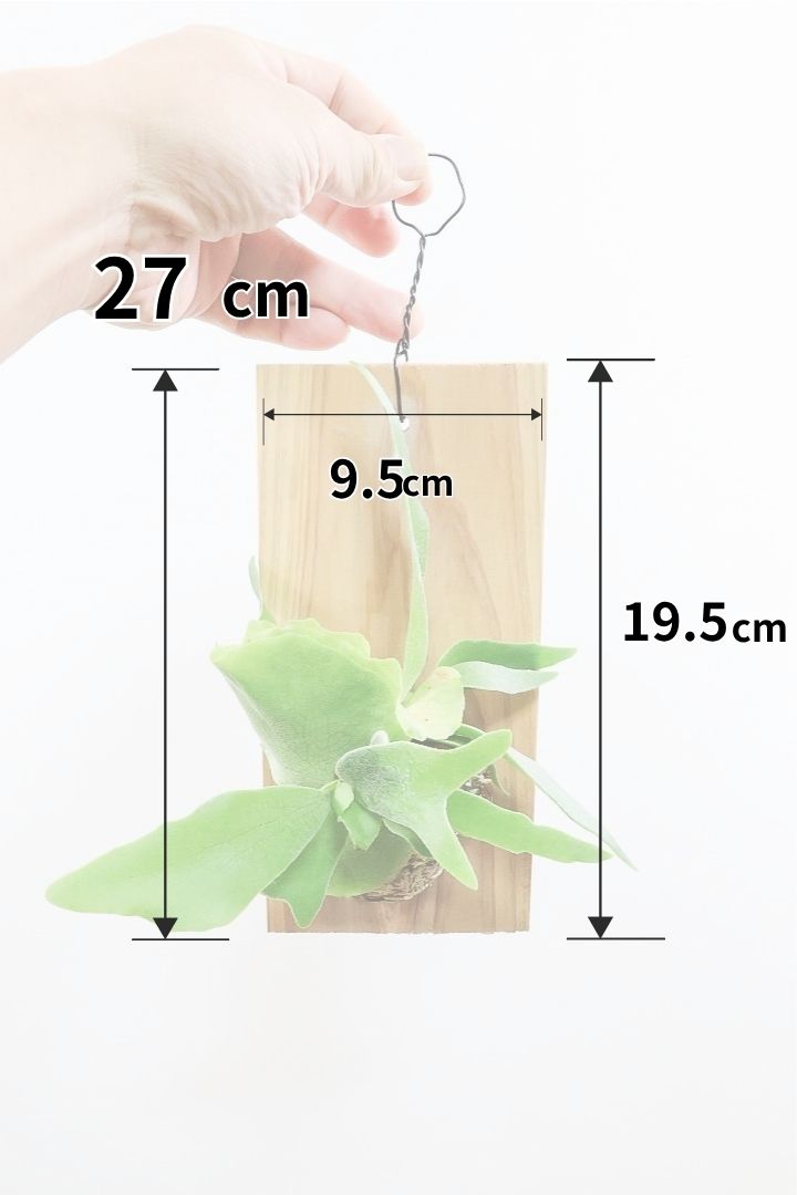 【コウモリラン アルシコルネ】高さ27cm！こんなかわいい板付けが入荷しました！貯水葉も充実していますのでおススメですよ！