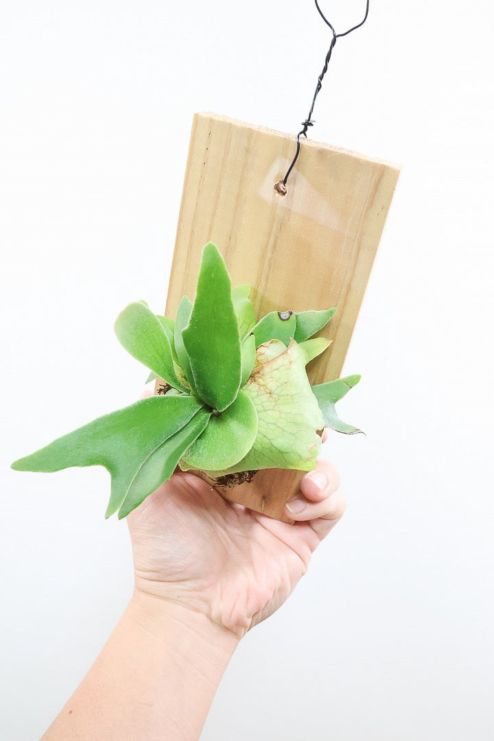 【コウモリラン アルシコルネ】高さ27cm！こんなかわいい板付けが入荷しました！かわいい胞子葉も多く展開していますのでとってもかわいいんす！