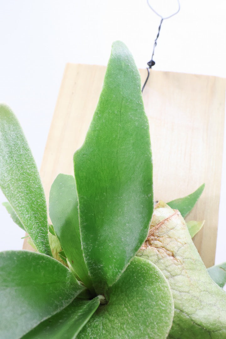 【コウモリラン アルシコルネ】高さ27cm！こんなかわいい板付けが入荷しました！かわいい胞子葉も多く展開していますのでとってもかわいいんす！