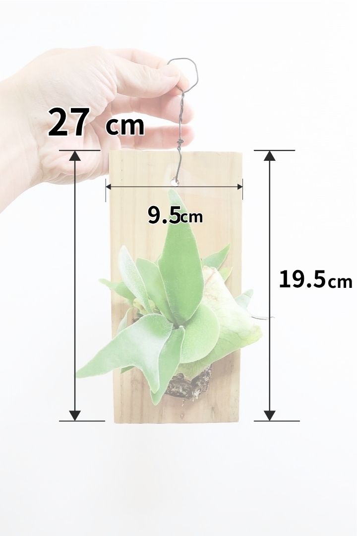 【コウモリラン アルシコルネ】高さ27cm！こんなかわいい板付けが入荷しました！かわいい胞子葉も多く展開していますのでとってもかわいいんす！