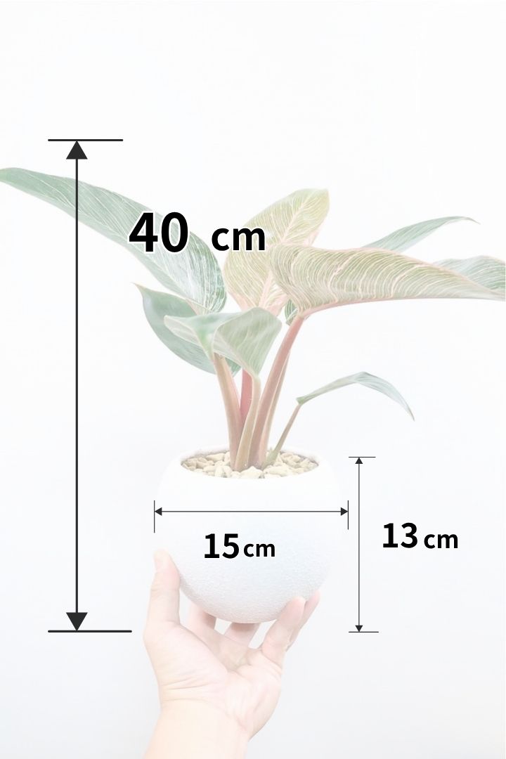 【フィロデンドロン ピンクバーキン】全高40cm！新葉が出たばかりで最高の美しさです！きれいなピンクに発色していますのでぜひ！