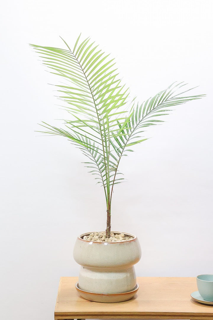 【ヒメヤシ】全さ70cmのちょうどいいサイズ！好評につき再入荷しました！この植物は漢字で書くと姫椰子。葉が細くて女性らしいしなやかなヤシ。葉には光沢があり上品な印象です！