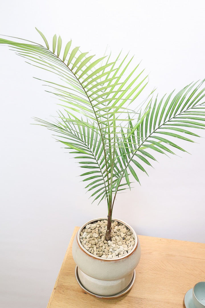【ヒメヤシ】全さ70cmのちょうどいいサイズ！好評につき再入荷しました！この植物は漢字で書くと姫椰子。葉が細くて女性らしいしなやかなヤシ。葉には光沢があり上品な印象です！