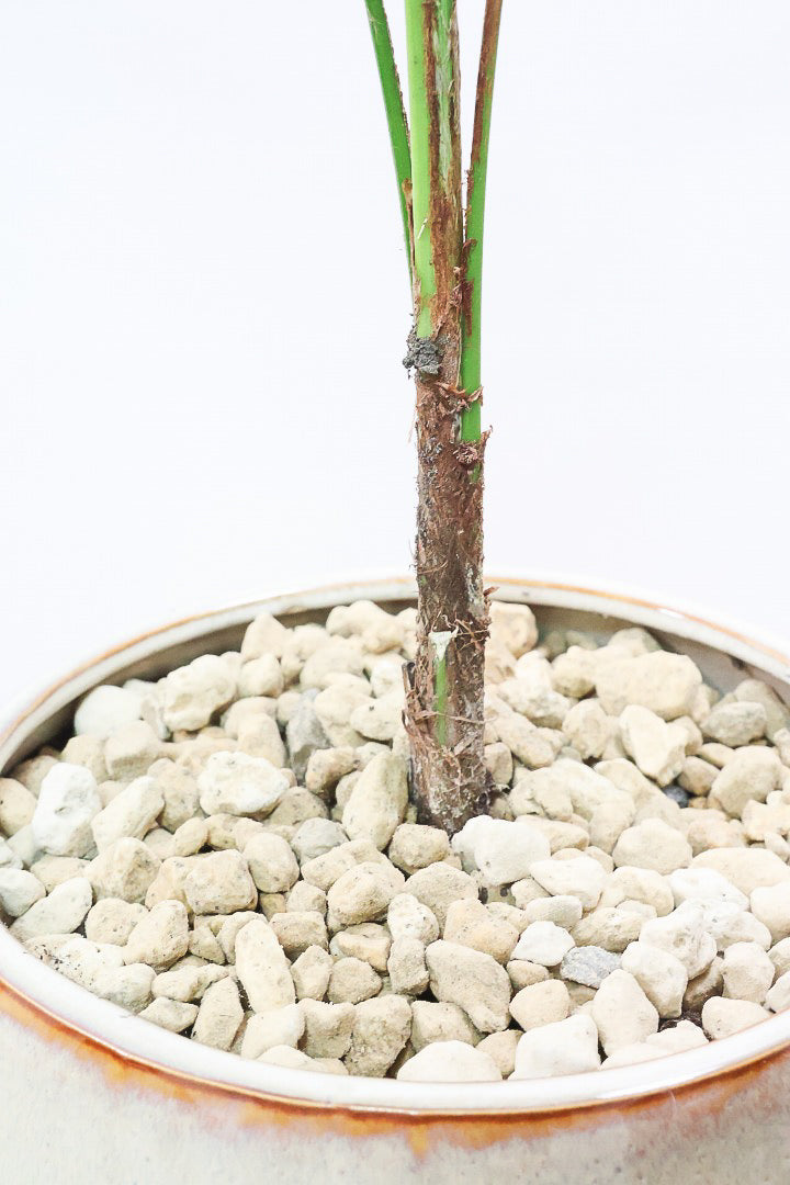 【ヒメヤシ】全さ70cmのちょうどいいサイズ！好評につき再入荷しました！この植物は漢字で書くと姫椰子。葉が細くて女性らしいしなやかなヤシ。葉には光沢があり上品な印象です！
