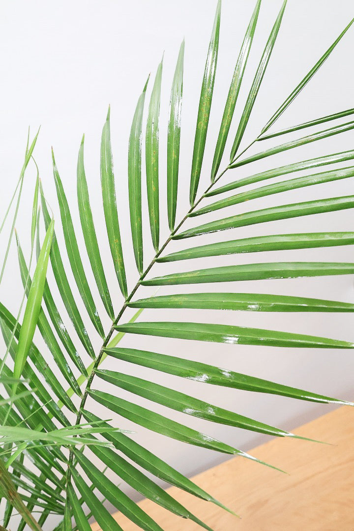 【ヒメヤシ】全さ70cmのちょうどいいサイズ！好評につき再入荷しました！この植物は漢字で書くと姫椰子。葉が細くて女性らしいしなやかなヤシ。葉には光沢があり上品な印象です！