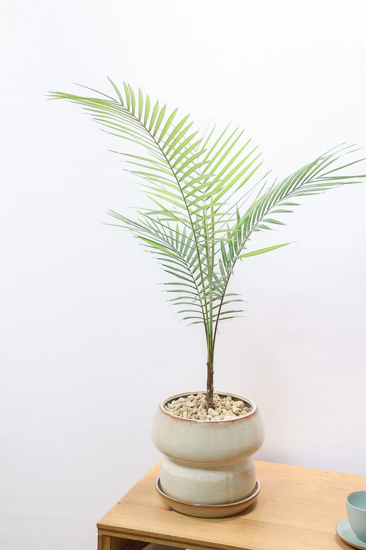 【ヒメヤシ】全さ70cmのちょうどいいサイズ！好評につき再入荷しました！この植物は漢字で書くと姫椰子。葉が細くて女性らしいしなやかなヤシ。葉には光沢があり上品な印象です！