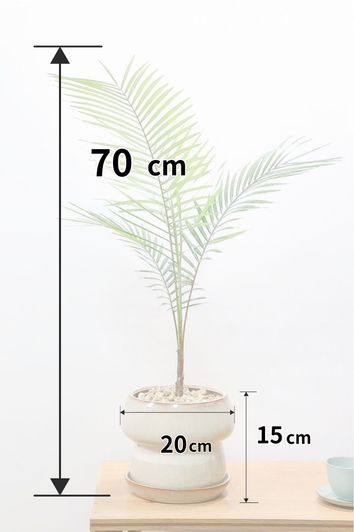 【ヒメヤシ】全さ70cmのちょうどいいサイズ！好評につき再入荷しました！この植物は漢字で書くと姫椰子。葉が細くて女性らしいしなやかなヤシ。葉には光沢があり上品な印象です！