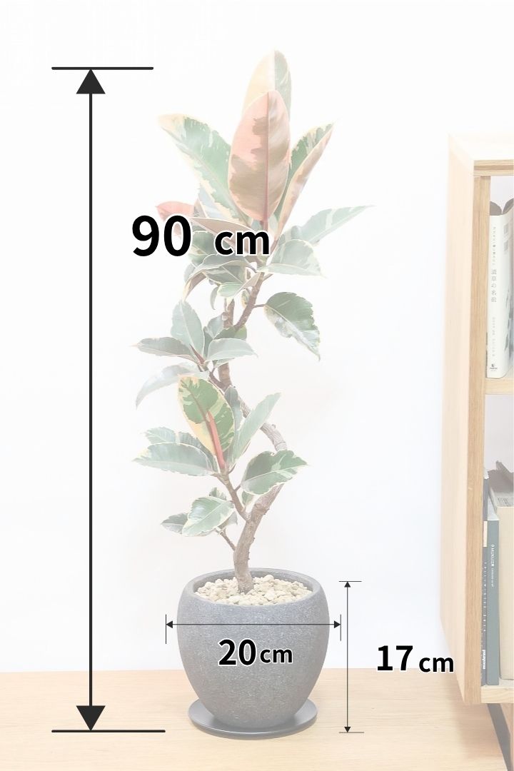 【フィカス ルビー】高さ90cmの大きいサイズ！このサイズの曲樹形のものはかなり久々の入荷です！おすすめ！いい葉色しています！