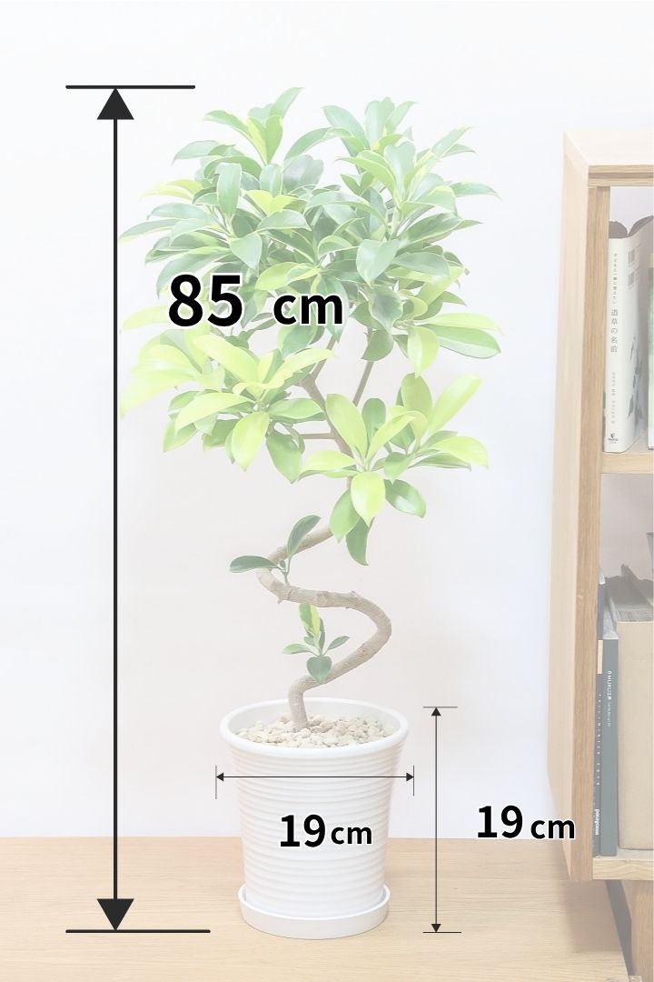 【ファグラエア バリエガタ】ありそうでなかった高さ85cmのジャストサイズ！この幹がのカーブはとてもイイ！おすすめです！