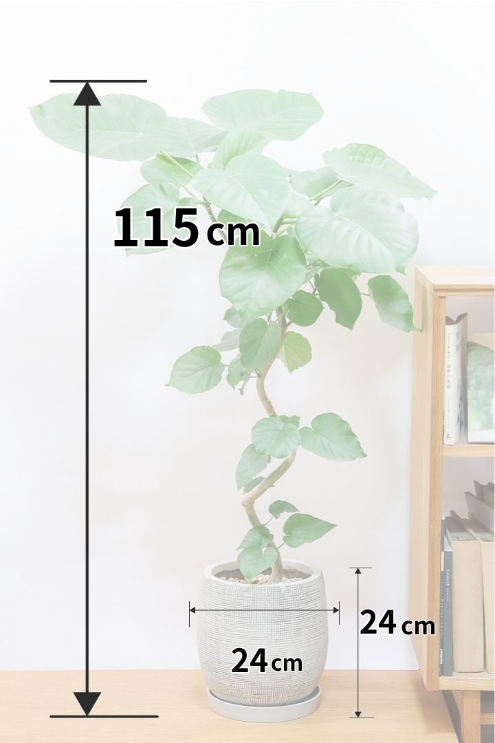 【ウンベラータ】高さ115cmの幹が個性的にカーブしたタイプ！このスタイリッシュな樹形はまさに出会いのようなものですのでぜひともご検討ください！