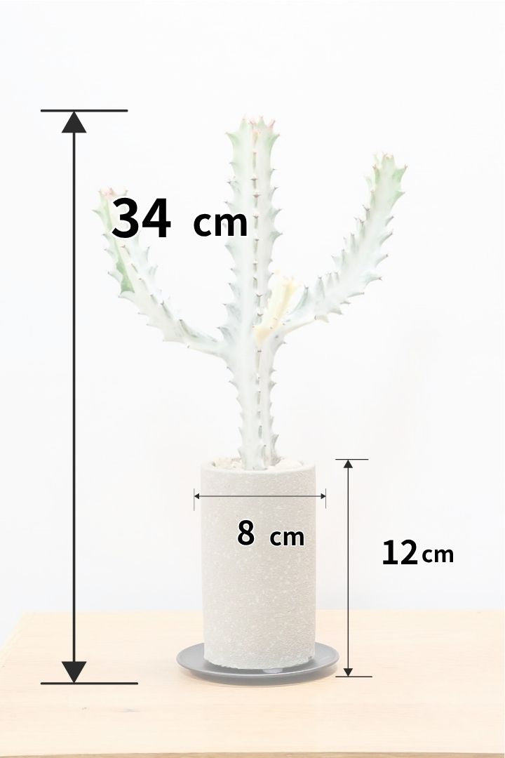【ユーフォルビア ラクティア ホワイトゴースト】高さ34cmのかわいいサイズ感！スリムでスタイリッシュなPOTとのバランスがとてもイイ！ミニサイズなのに枝が出ているしバランスもとてもイイ感じですのでおすすめ！