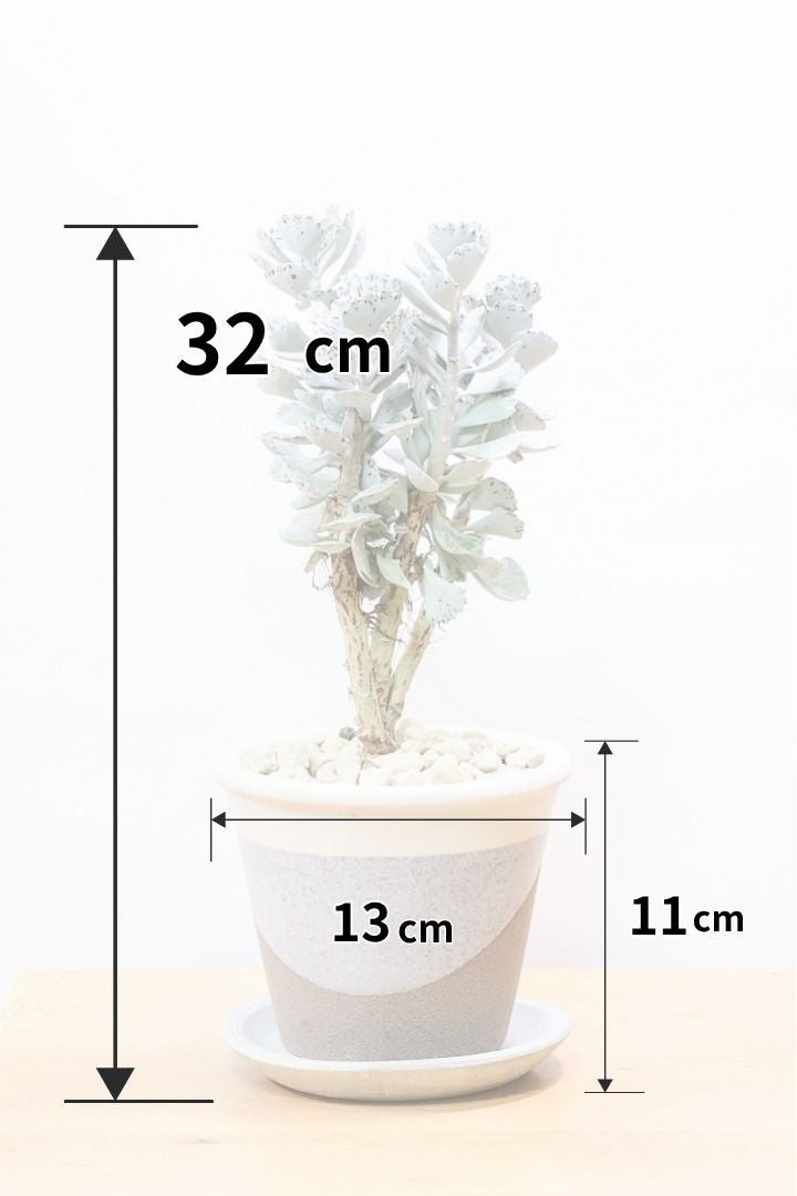 【カランコエ ロンボピローサ】高さ32cm！この葉模様は個性的すぎる！今回限りの限定入荷ですので、お見逃しなく！