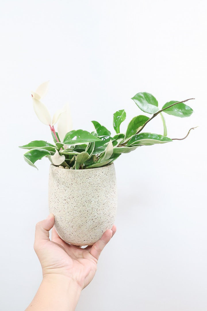 【ホヤ リップカラー】高さ28cm！これがラストの在庫です！仕入れの時にすごくいい個体を見つけてきました！この葉色は唯一無二ですよ！