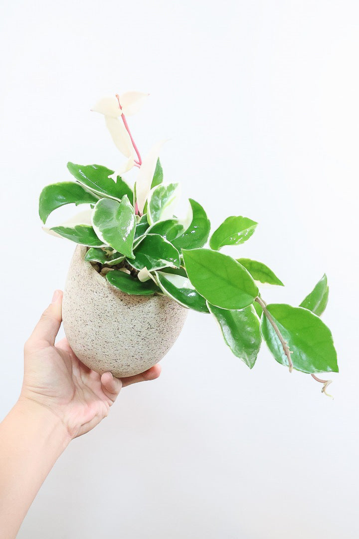 【ホヤ リップカラー】高さ28cm！これがラストの在庫です！仕入れの時にすごくいい個体を見つけてきました！この葉色は唯一無二ですよ！
