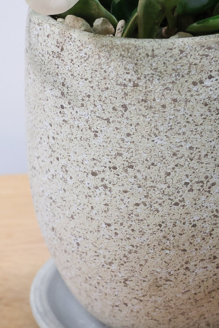 【ホヤ リップカラー】高さ28cm！これがラストの在庫です！仕入れの時にすごくいい個体を見つけてきました！この葉色は唯一無二ですよ！