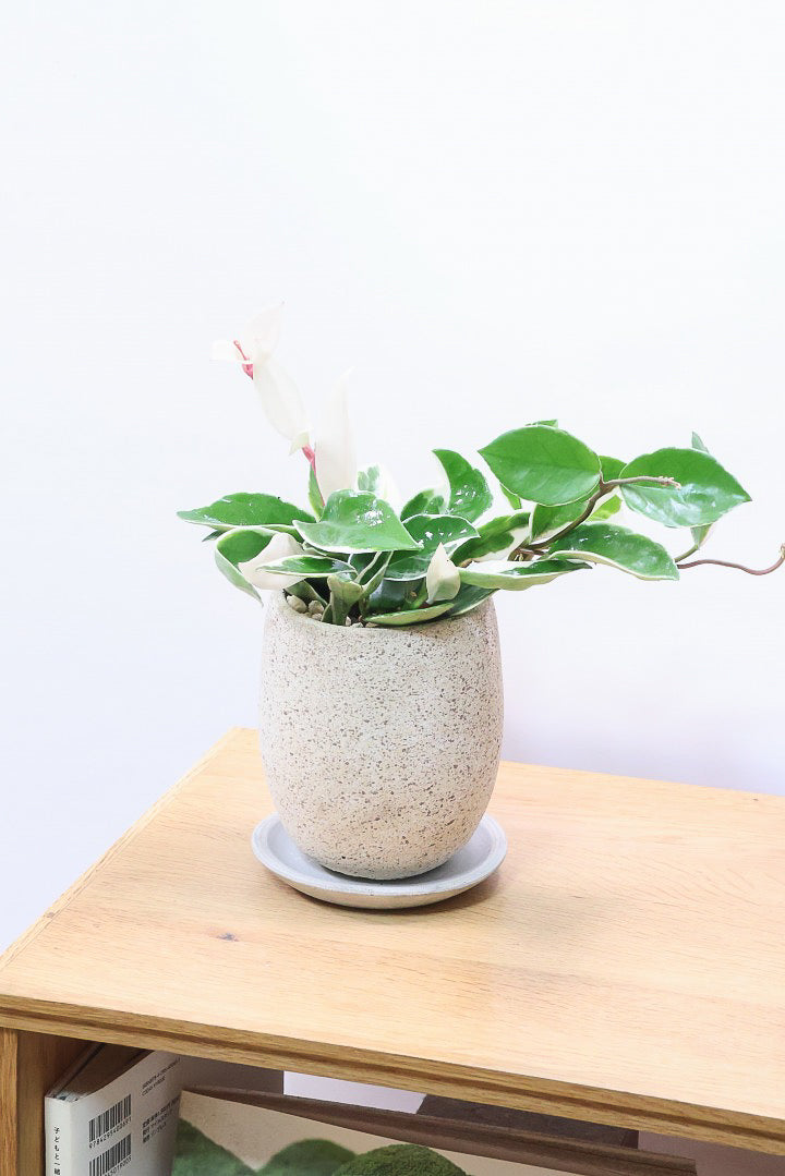 【ホヤ リップカラー】高さ28cm！これがラストの在庫です！仕入れの時にすごくいい個体を見つけてきました！この葉色は唯一無二ですよ！
