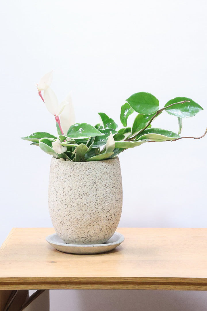 【ホヤ リップカラー】高さ28cm！これがラストの在庫です！仕入れの時にすごくいい個体を見つけてきました！この葉色は唯一無二ですよ！