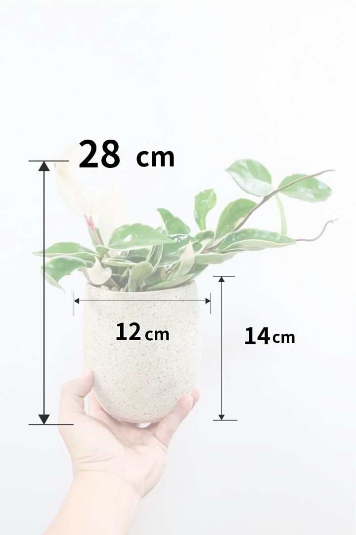 【ホヤ リップカラー】高さ28cm！これがラストの在庫です！仕入れの時にすごくいい個体を見つけてきました！この葉色は唯一無二ですよ！