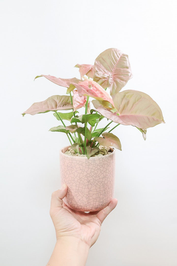 【シンゴニウム ネオン】高さ35cmのちょうどいい感じのサイズ！今回もPOTに同系色をセレクト！とてもイイ感じのバランスに仕上がったと思いますよ！