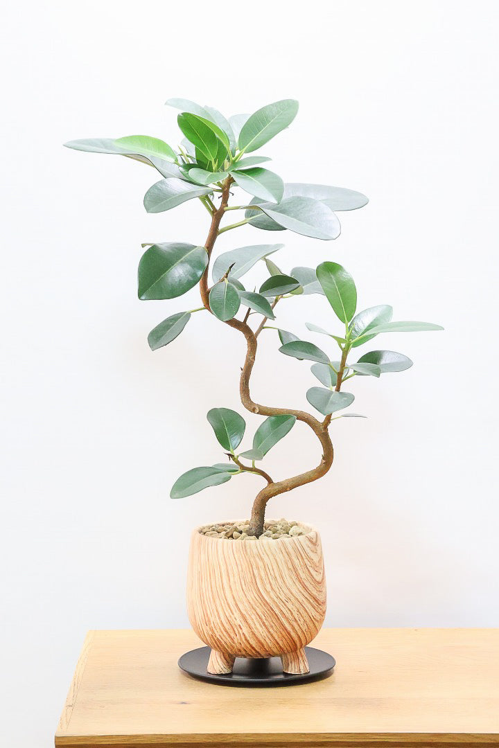 【フランスゴム】高さ50cmのかわいい脚付きPOT！幹のカーブがとても美しいのでインテリアにはピッタリですよ♪