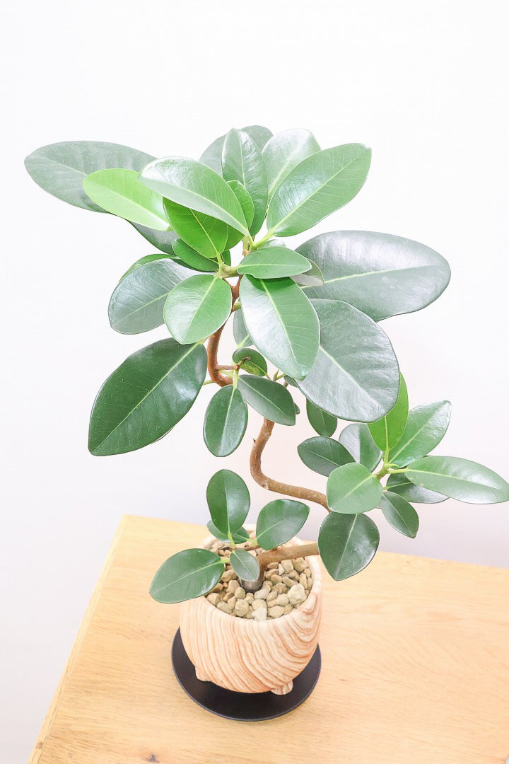 【フランスゴム】高さ50cmのかわいい脚付きPOT！幹のカーブがとても美しいのでインテリアにはピッタリですよ♪