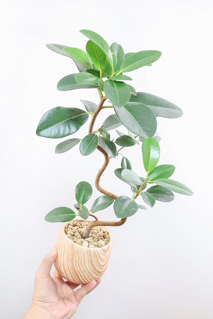 【フランスゴム】高さ50cmのかわいい脚付きPOT！幹のカーブがとても美しいのでインテリアにはピッタリですよ♪