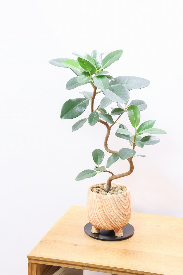 【フランスゴム】高さ50cmのかわいい脚付きPOT！幹のカーブがとても美しいのでインテリアにはピッタリですよ♪