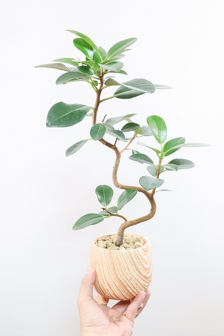 【フランスゴム】高さ50cmのかわいい脚付きPOT！幹のカーブがとても美しいのでインテリアにはピッタリですよ♪
