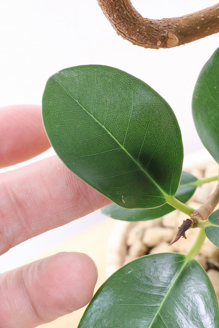 【フランスゴム】高さ50cmのかわいい脚付きPOT！幹のカーブがとても美しいのでインテリアにはピッタリですよ♪