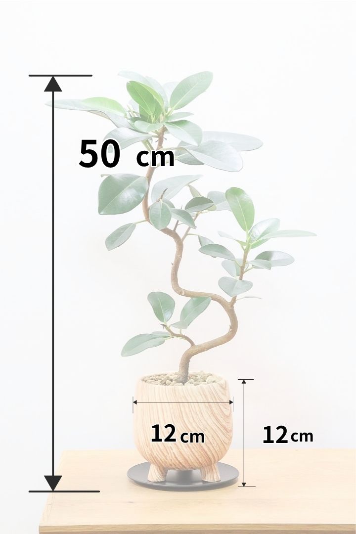 【フランスゴム】高さ50cmのかわいい脚付きPOT！幹のカーブがとても美しいのでインテリアにはピッタリですよ♪