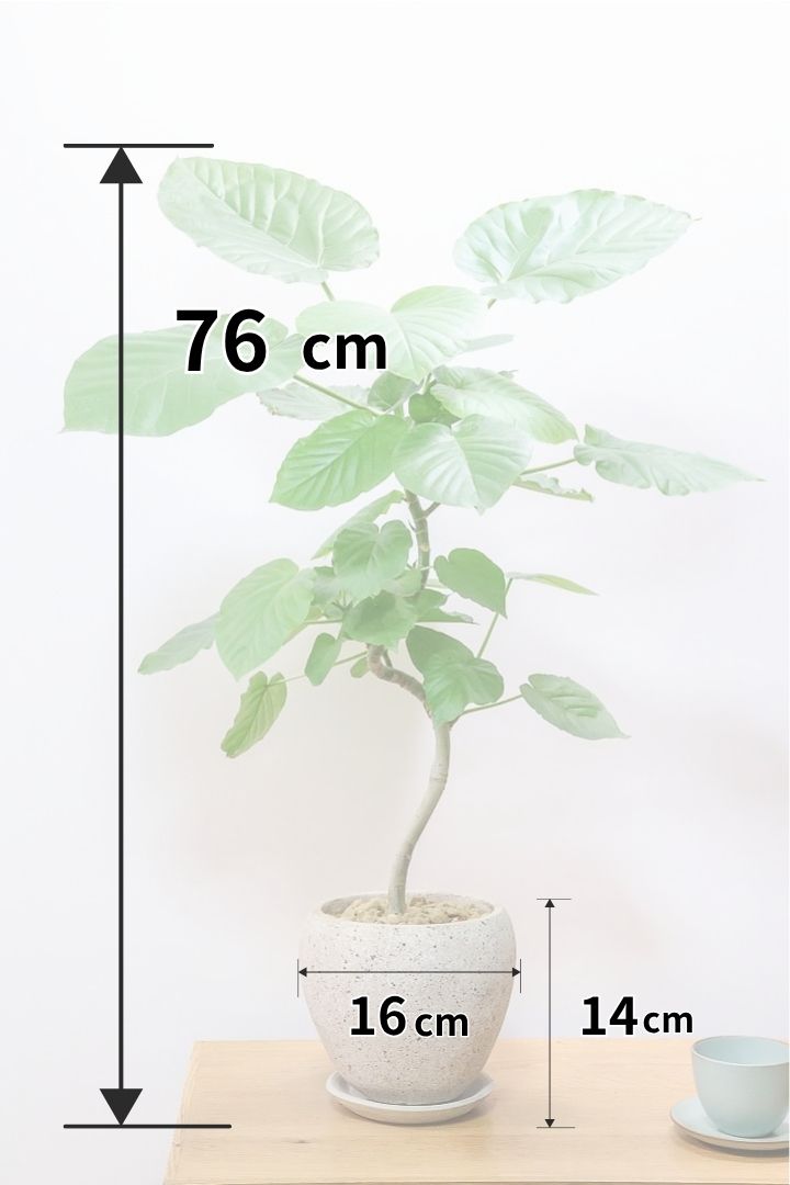 【ウンベラータ】高さ76cmのボリュームのあるサイズ！葉が大きさとバランスが凄くイイ感じ！ボリュームがありますのでおススメですよ！