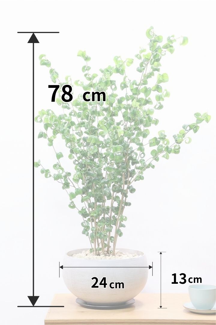【ベンジャミン バロック】高さ78cm！今回は浅鉢に合わせてみました！ボリュームがありますのでお部屋がグッと明るくなりますよ！