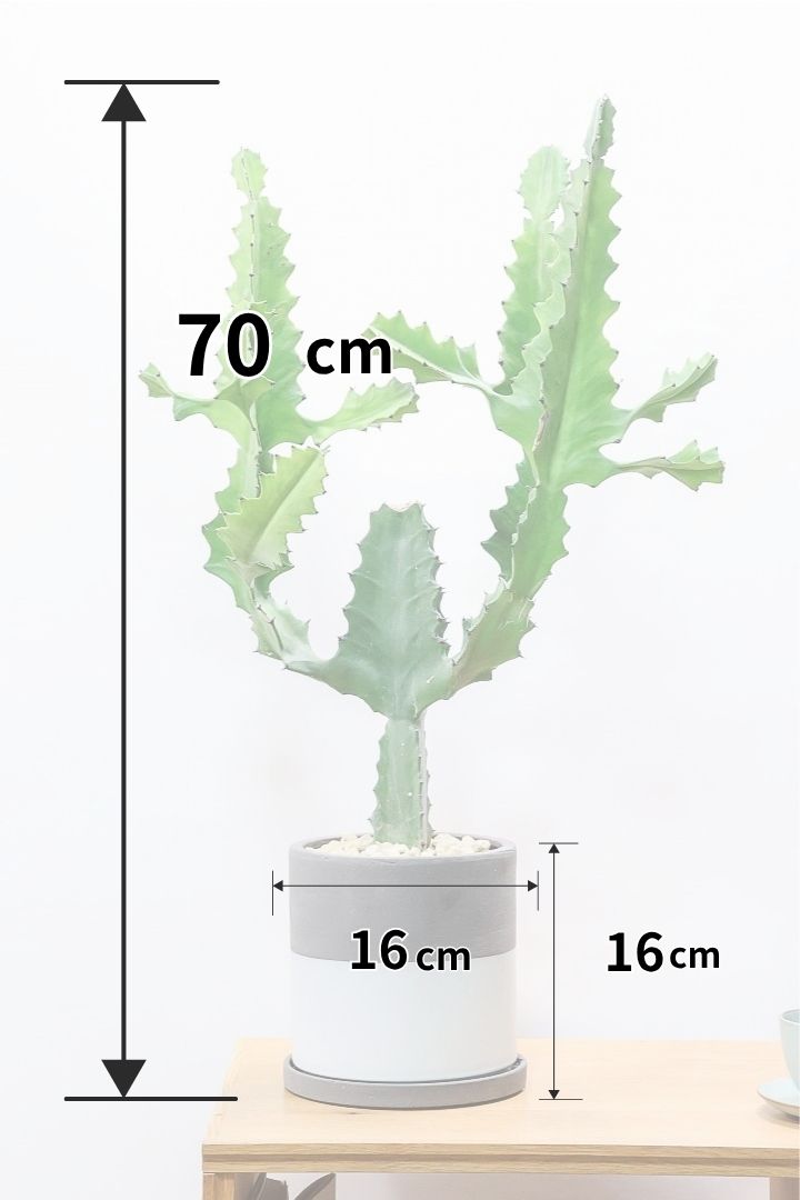 【ユーフォルビア ラクティア グリーン】高さ70cmの個性的な樹形！いかついフォルムにトゲトゲのいかにも強そう！多肉植物ですので育てやすいですよ！