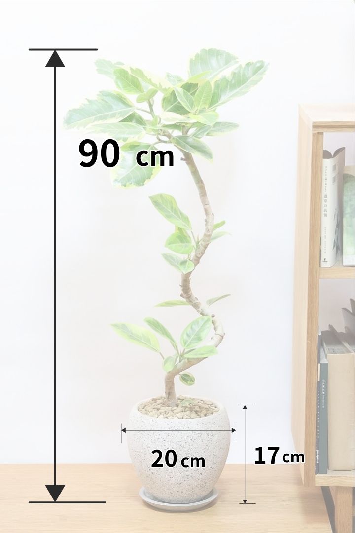 【アルテシマ】高さ90cm！絵に描いたような見事で美しいカーブの樹形！このサイズのアルテシマは子に買いの在庫がラストになりますのでぜひともご検討ください！