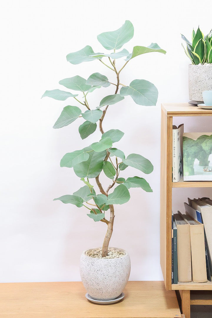 フィカス ベンガレンシス 取り木 発根済み 観葉植物 初めてでもできるゴムの木の取り木| 観葉植物の基礎知識|APEGO