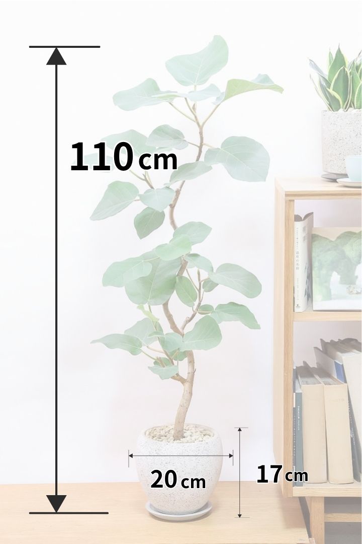 【フィカス エベレスト】高さ110cmのBIGサイズ！葉数も多くてとてもイイ感じに仕上がりました！幹のカーブもイイ感じです！
