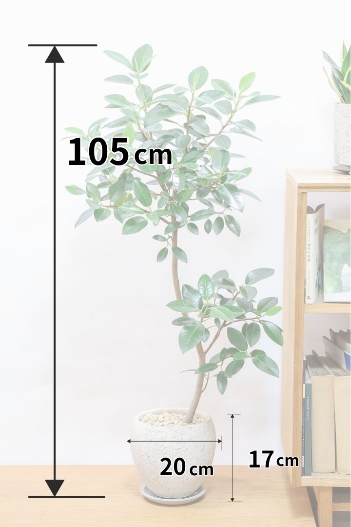 【フランスゴム】高さ105cmの大型サイズ！葉付きのバランスが凄くイイ感じなんです！ここまでバランスがイイものはなかなかないと思いますよ！