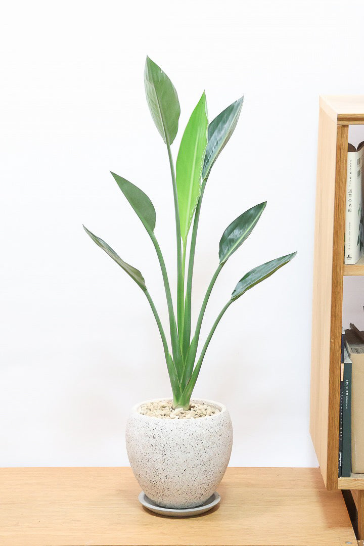 【ストレチア レギネ】高さ80cmのスタイリッシュな樹形！ギュッとよくまとまった素晴らしい個体です。コンパクトな草姿がイイ感じです！