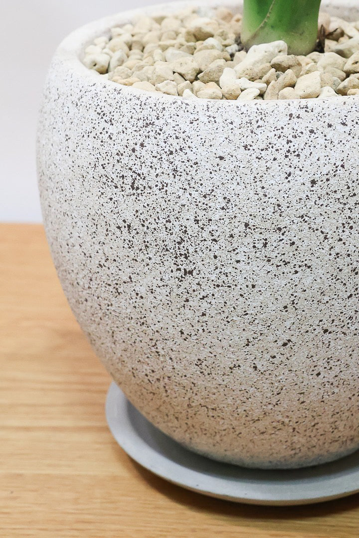 【ストレチア レギネ】高さ80cmのスタイリッシュな樹形！ギュッとよくまとまった素晴らしい個体です。コンパクトな草姿がイイ感じです！