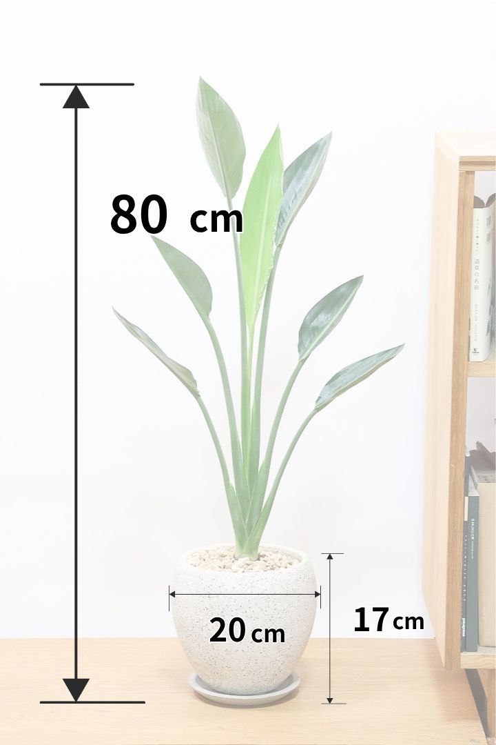 【ストレチア レギネ】高さ80cmのスタイリッシュな樹形！ギュッとよくまとまった素晴らしい個体です。コンパクトな草姿がイイ感じです！