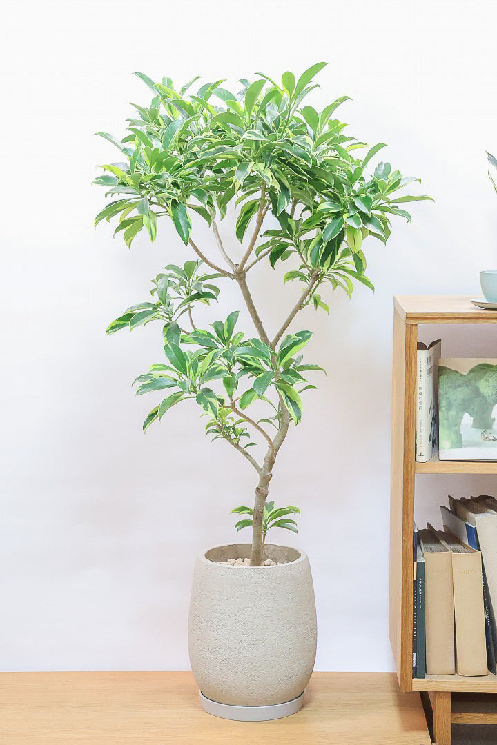 ゴムの木の風水的効果とは？| 観葉植物の基礎知識|APEGO