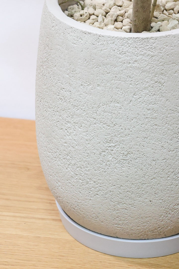【ファグラエア バリエガタ】高さ120cmのBIGサイズ！ここまで大きなサイズの個体は珍しい！しかもレアな斑入り種で日陰に強く育てやすいんです！