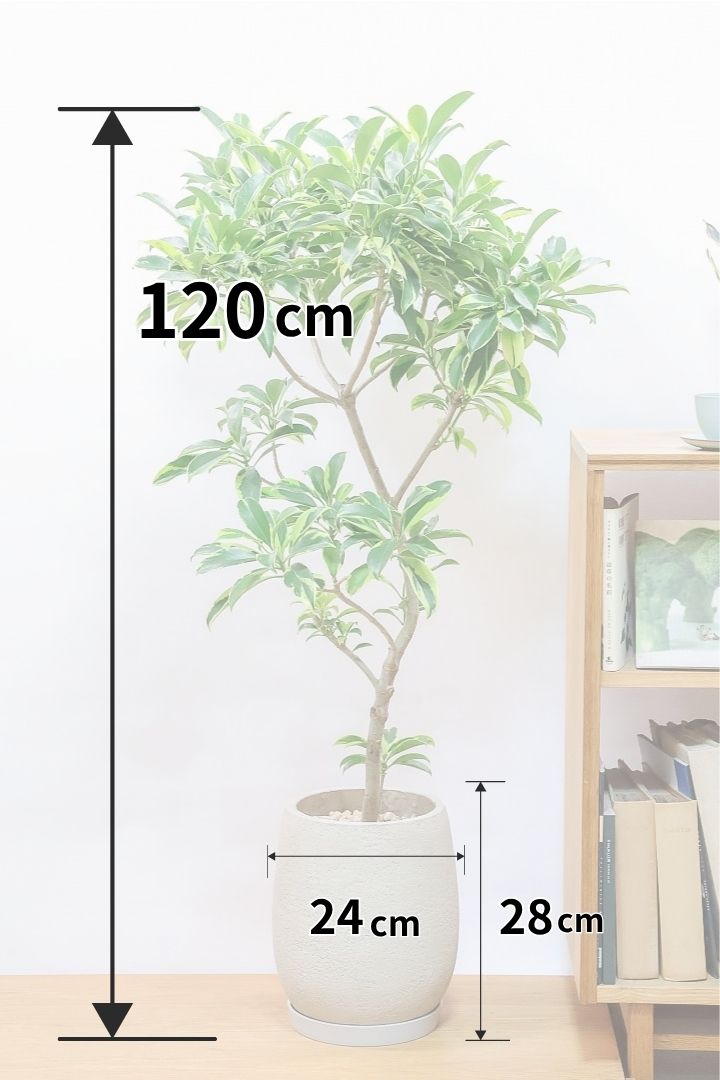 【ファグラエア バリエガタ】高さ120cmのBIGサイズ！ここまで大きなサイズの個体は珍しい！しかもレアな斑入り種で日陰に強く育てやすいんです！