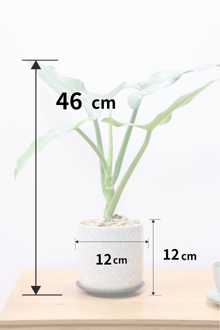 【シルバーメタル】高さ46cmの珍しいタイプ！幹立ちしたものは私も初めて見ました！とても充実したいい株だと思います！