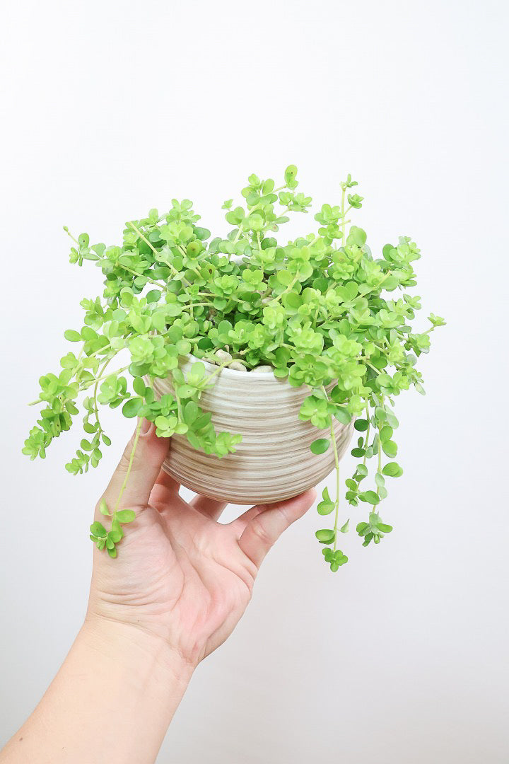 【ペペロミア  イザベラ】高さ20センチのかわいいサイズ！今回がラストの入荷ですのでしばらく入荷はありません！ペペロミアの中でも肉厚でかわいい葉です！